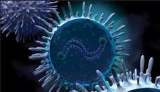 针对呼吸道合胞病毒(RSV)的新疫苗引发强烈的免疫反应