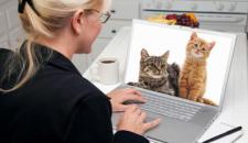 网线执事逃难 猫斑疫苗