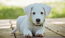 让我们来了解预防小狗丢失和失踪的方法吧 让我们来了解预防小狗丢失和失踪的方法吧