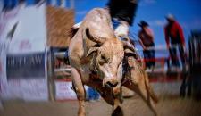 威斯康星大学车队将捍卫地区牛仔竞技冠军